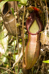 Nepenthes