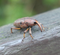 Metaprodioctes formosanus