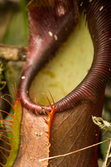Nepenthes