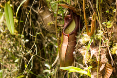Nepenthes