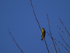 Chloris sinica