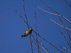 Chloris sinica