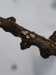 Lachnellula occidentalis