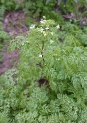 Anthriscus caucalis