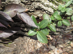 Trachelospermum asiaticum