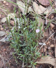 Rostellularia adscendens