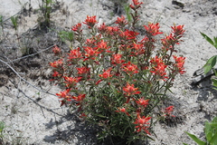 Castilleja lanata
