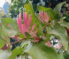 Dendrophthoe falcata