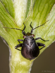 Euryopicoris nitidus