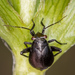Euryopicoris nitidus - Photo 由 Olli Pihlajamaa 所上傳的 (c) Olli Pihlajamaa，保留部份權利CC BY-NC