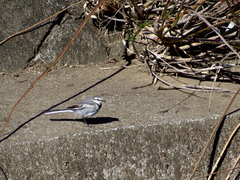 Motacilla alba