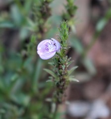 Rostellularia adscendens