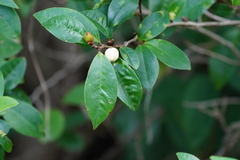 Magnolia figo