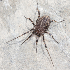 Egaenus convexus