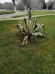 Agave americana