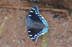Charaxes guderiana guderiana