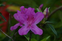 Rhododendron pulchrum phoeniceum