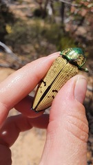 Temognatha chevrolatii