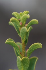 Philotheca freyciana