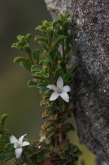 Philotheca freyciana