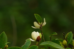 Magnolia figo