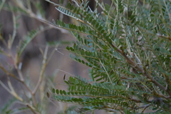 Sophora molloyi