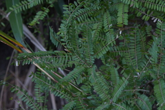 Sophora molloyi