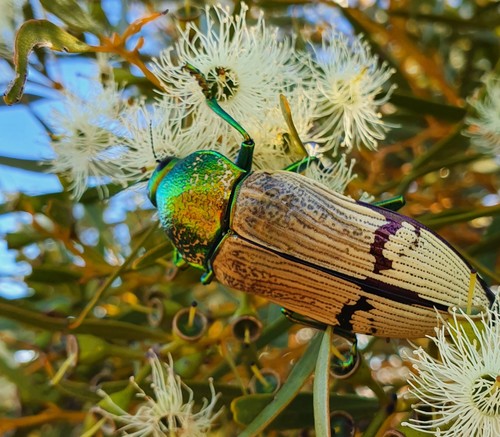 Temognatha chevrolatii · iNaturalist