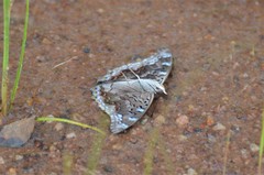 Charaxes guderiana guderiana