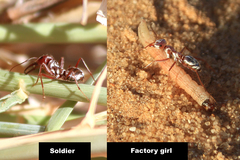 Cataglyphis bombycina