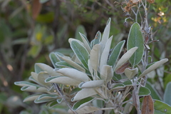 Brachyglottis greyi
