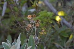 Brachyglottis greyi