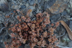 Crassula moschata
