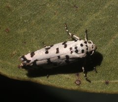 Ethmia hemadelpha