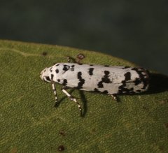 Ethmia hemadelpha