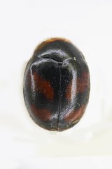 Scymnus subvillosus