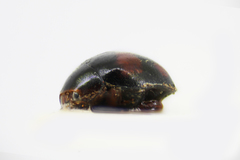 Scymnus subvillosus