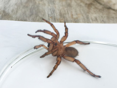 Myrmekiaphila comstocki