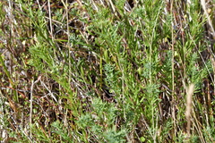 Linum monogynum