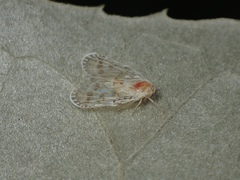 Saccharodite chrysonoe