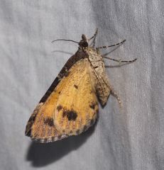 Chrysolarentia lucidulata