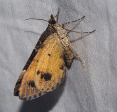 Chrysolarentia lucidulata