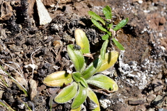 Plantago spathulata