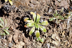 Plantago spathulata