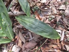 Cremastra appendiculata variabilis