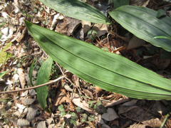Cremastra appendiculata variabilis