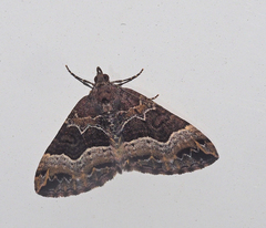 Chrysolarentia lucidulata