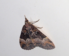 Chrysolarentia lucidulata