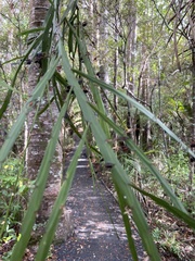 Carmichaelia williamsii