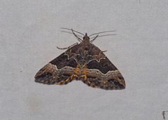 Chrysolarentia lucidulata